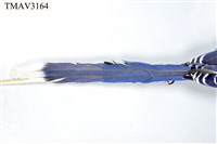 臺灣藍鵲藏品圖，第17張